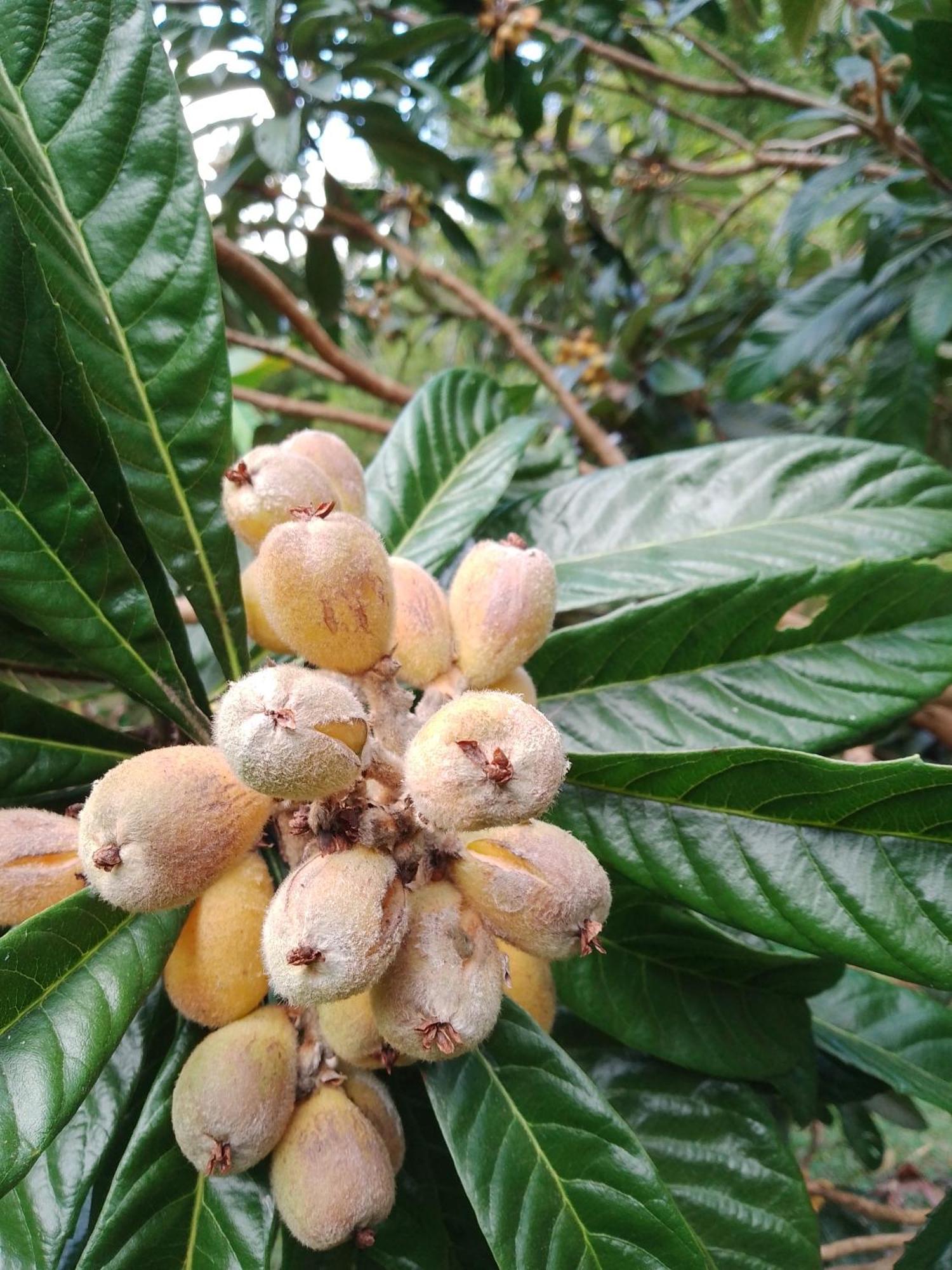 Rancho Pe Da Pedra Villa São Bento do Sapucaí Værelse billede