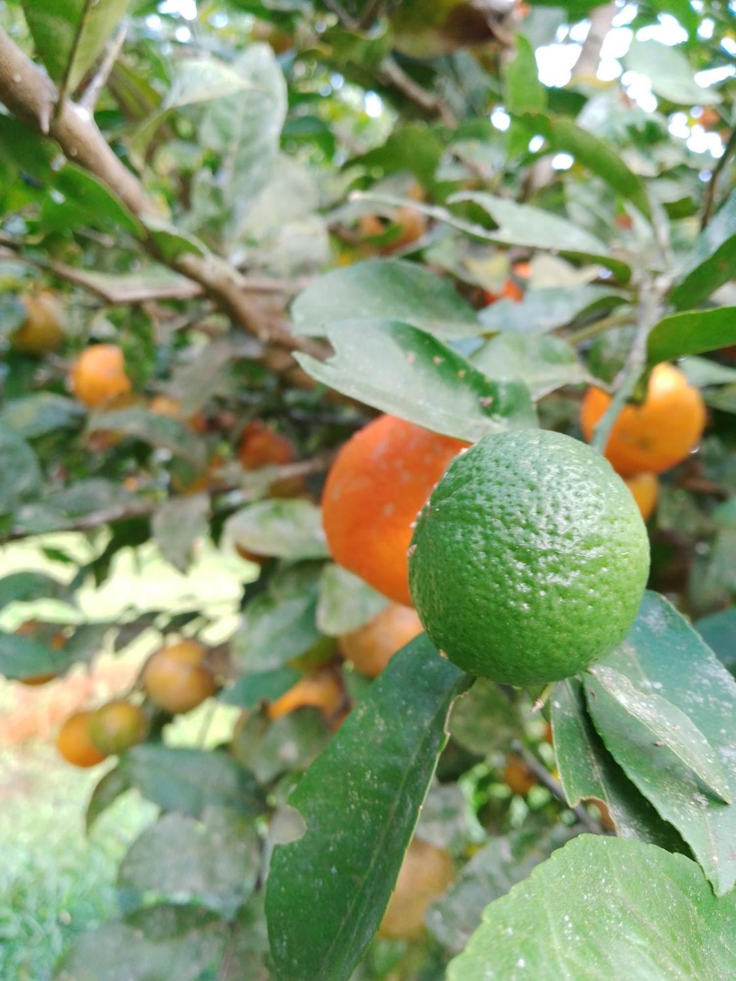 Rancho Pe Da Pedra Villa São Bento do Sapucaí Værelse billede