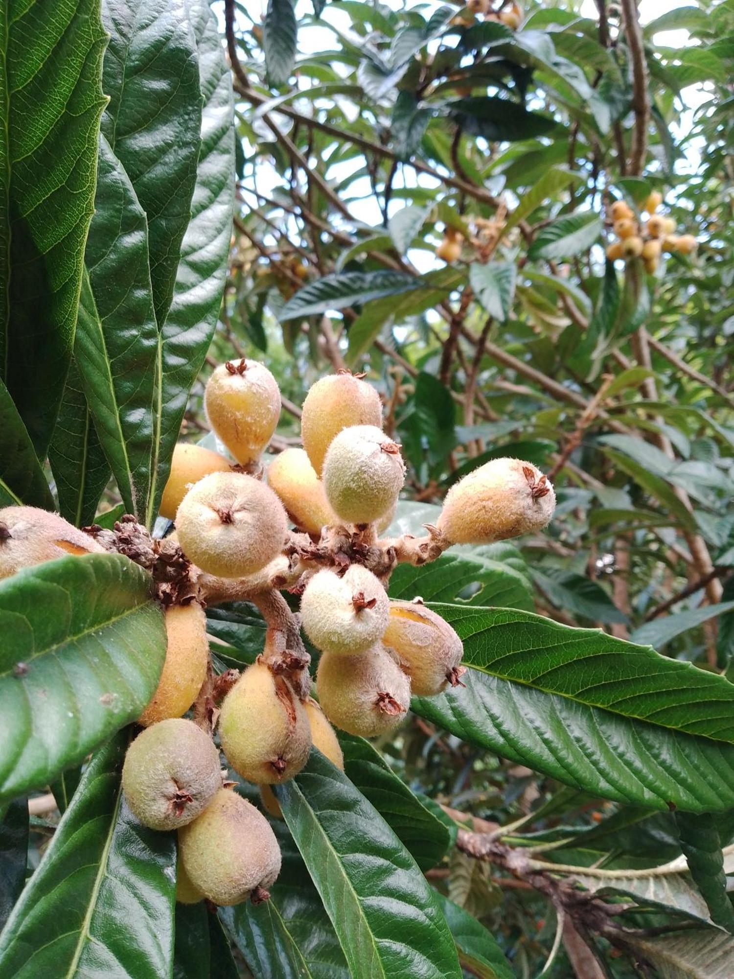 Rancho Pe Da Pedra Villa São Bento do Sapucaí Værelse billede